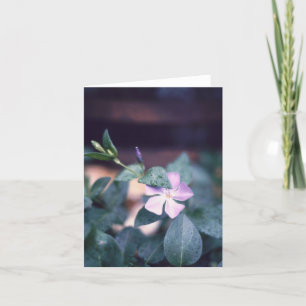 Purple Vinca Flower Notecard