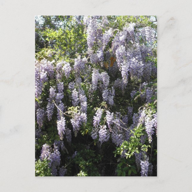 Purple Vine Wisteria Flowers Wildflowers Photo Postcard (Front)