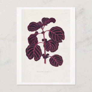 purple vintage botanic illustration postcard