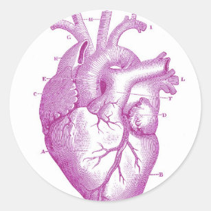 Purple Vintage Heart Anatomy Classic Round Sticker
