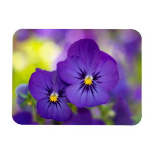 Purple Violas Magnet