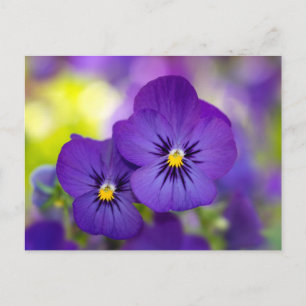 Purple Violas Postcard