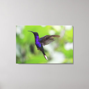 Purple Violet Sabrewing Hummingbird Canvas Photo Print
