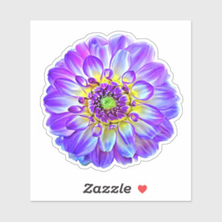 Purple Violet Tips Dinner Plate Dahlia Pinnata
