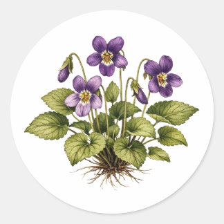 Purple Violet Vintage Style Botanical Classic Round Sticker