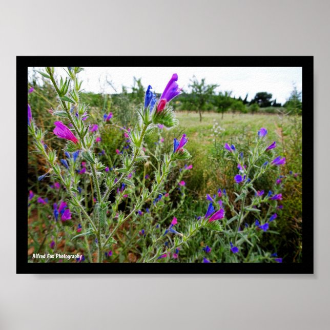 Purple Viper's-bugloss, Echium Plant Poster (Front)