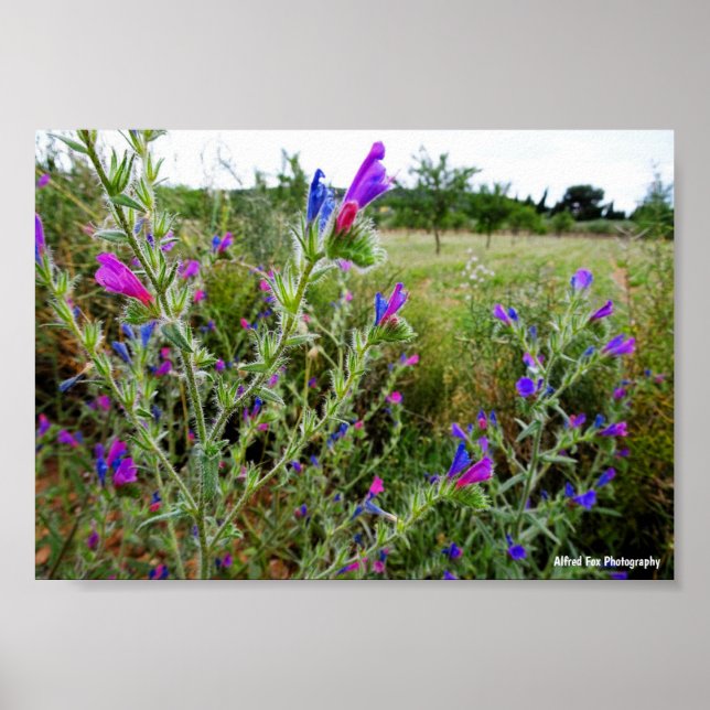 Purple Viper's-bugloss, Echium Plant Poster (Front)