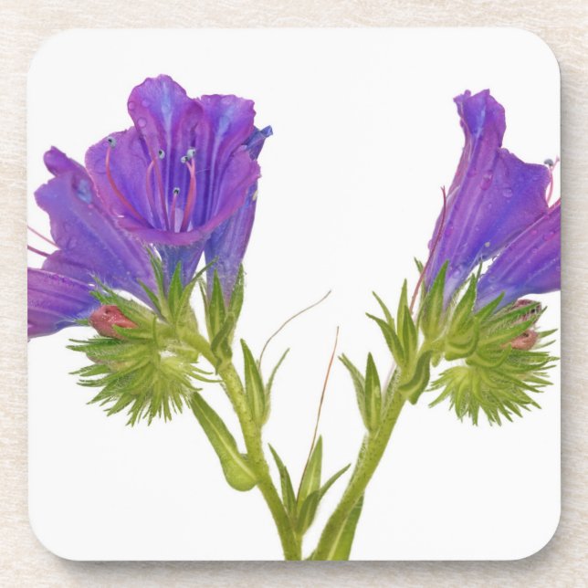 Purple vipers bugloss (echium plantagineum) coaster (Front)