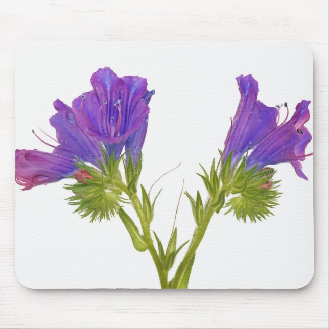 Purple vipers bugloss (echium plantagineum) mouse pad (Front)