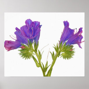 Purple vipers bugloss (echium plantagineum) poster