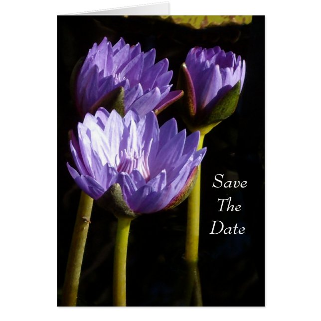 Purple Water Lilies (Front)