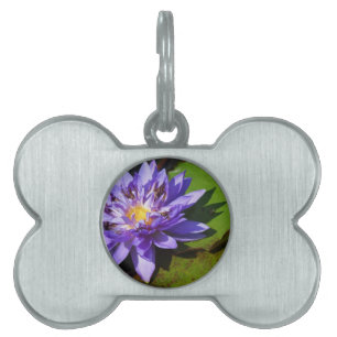 Purple water lilies floating in a pond pet tag