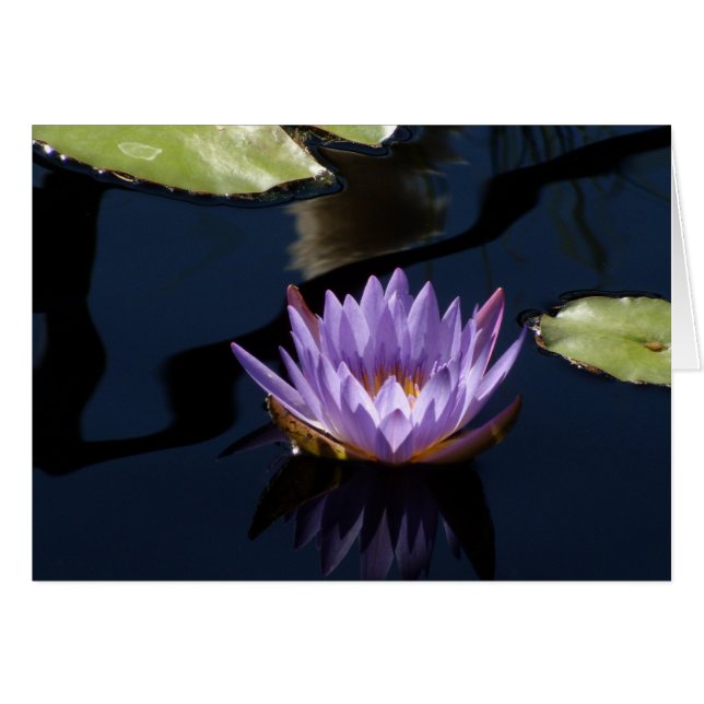 Purple Water Lily (Front Horizontal)
