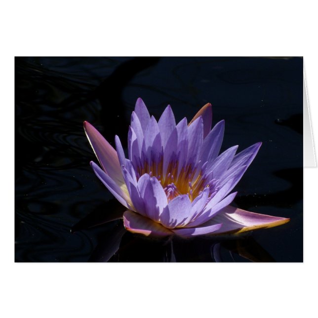 Purple Water Lily (Front Horizontal)