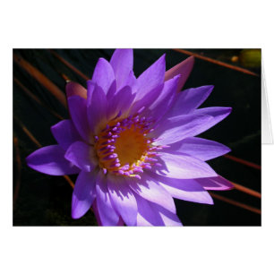 Purple Water Lily