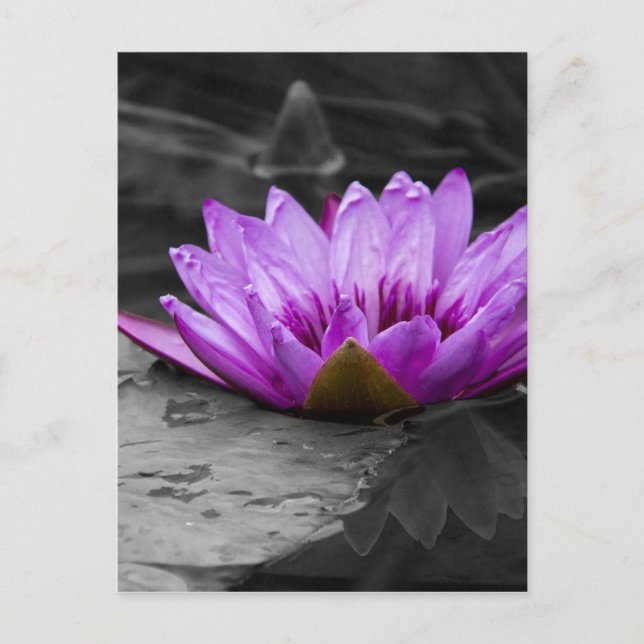 Purple Water Lily 002 Black and White Background Postcard (Front)