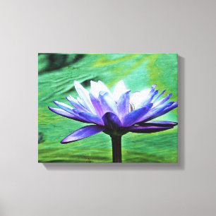Purple Water Lily Canvas Print