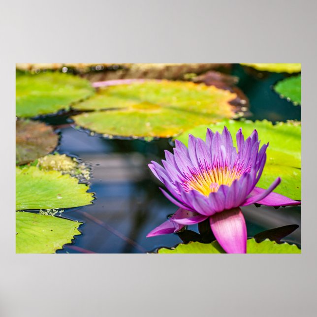 Purple Water Lily Pond Poster (Front)