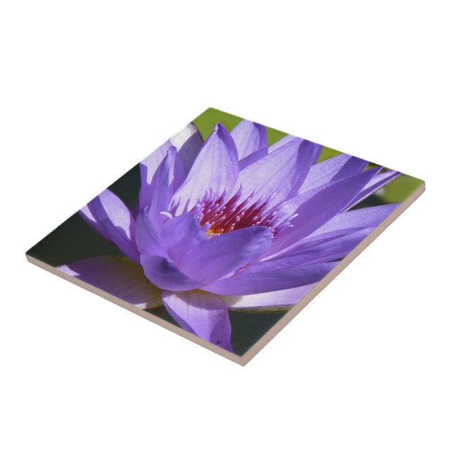 Purple Water Lily Tile (Side)