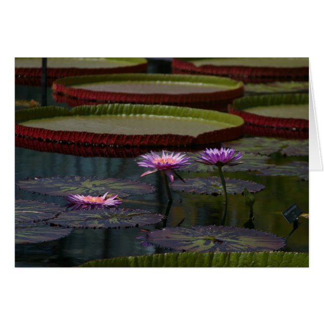 Purple Waterlilies Lotus (Front Horizontal)