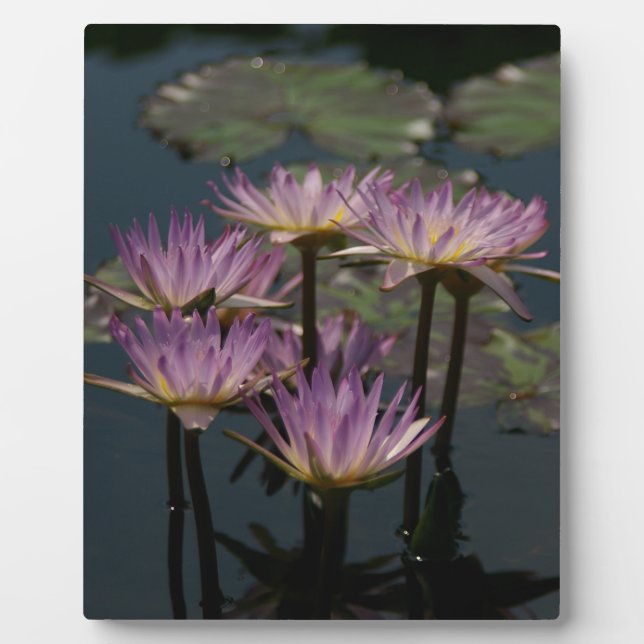 Purple Waterlilies Lotus Plaque (Front)