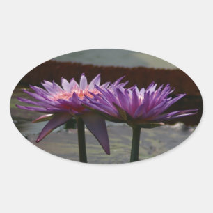 Purple Waterlilies sticker