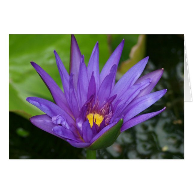 Purple Waterlily Card (Front Horizontal)