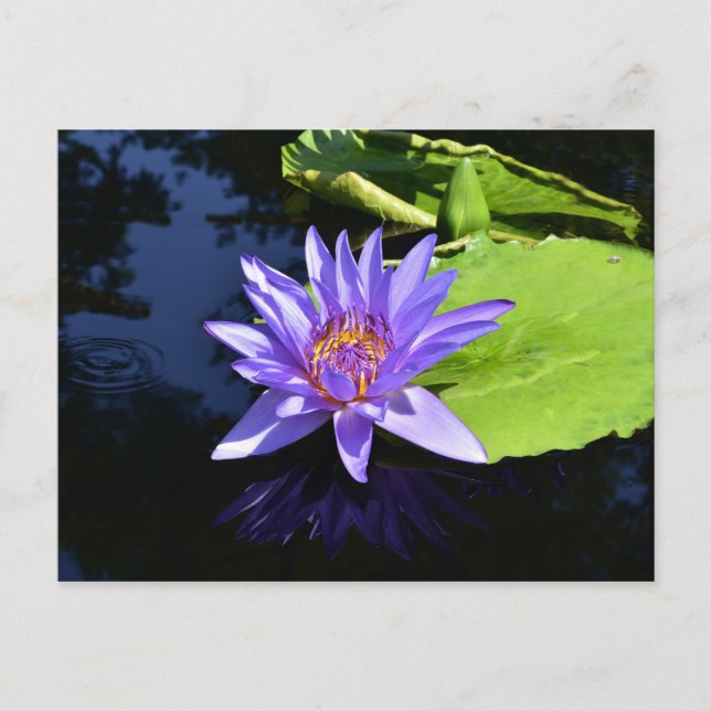 Purple Waterlily Collectable Postcards (Front)