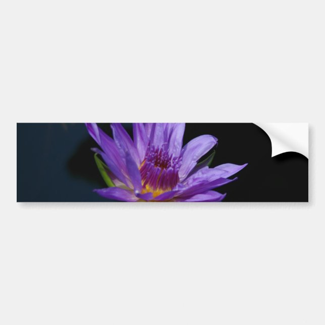 Purple Waterlily Lotus Bumper Sticker (Front)