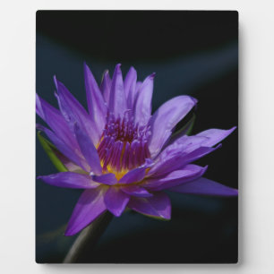 Purple Waterlily Plaque