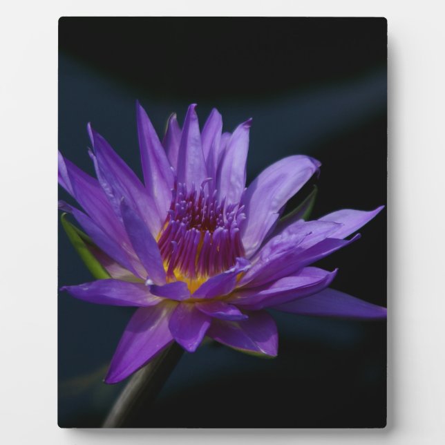 Purple Waterlily Plaque (Front)