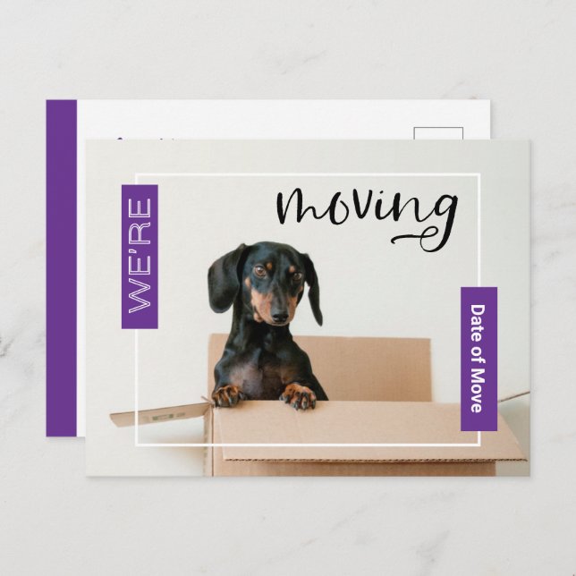 Purple We're Moving Dachshund Dog in Box Postcard (Front/Back)