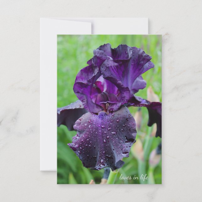 Purple, Wet Iris Card (Front)