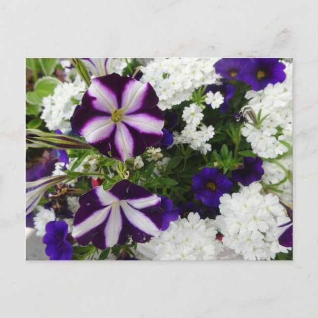 Purple White Blue Flowers DIY Postcard (Front)