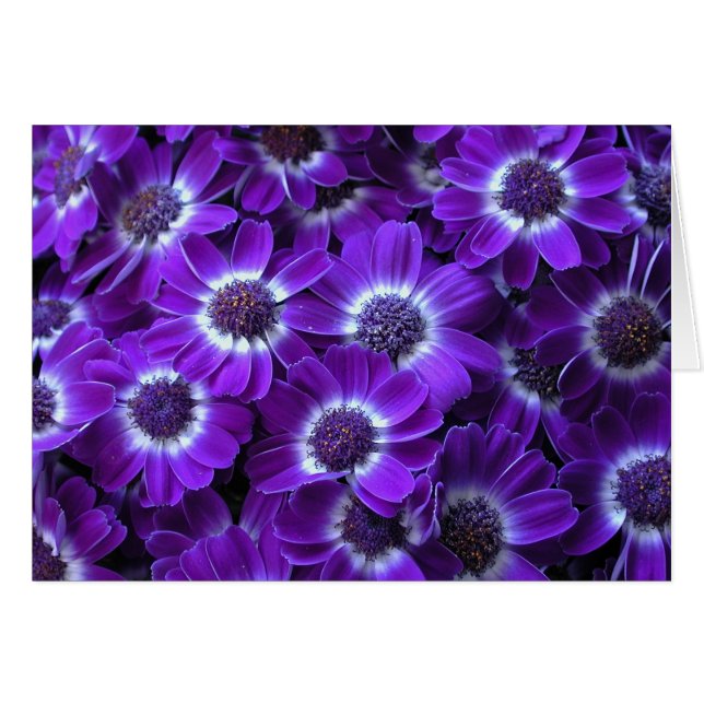 Purple White Cinerarias (Front Horizontal)