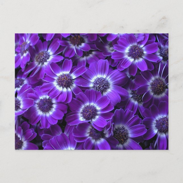 Purple White Cinerarias Postcard (Front)
