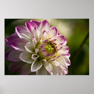 Purple & White Dahlia Poster