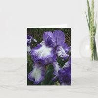 Purple & White Iris, Special Birthday