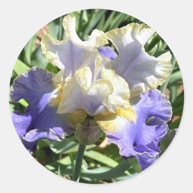 Purple & White Iris with Gold Trim Stickers (Front)