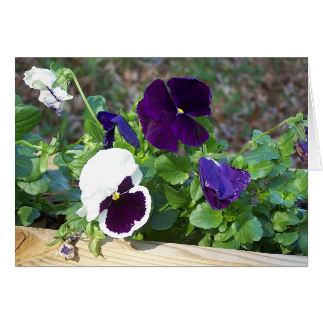 Purple & White Pansy (Front Horizontal)