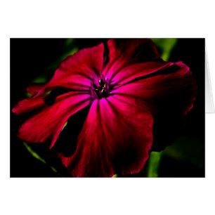 Purple Wild Flower gccnm