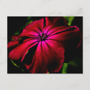 Purple Wild Flower pccnm Postcard