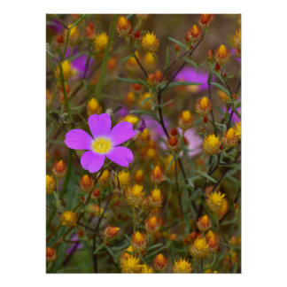Purple Wildflower – Nature’s Colour Symphony Poster