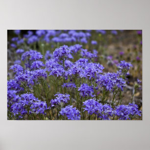 Purple Wildflower Poster 2