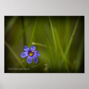 Purple Wildflower Vignette Poster