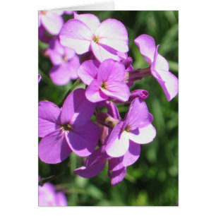 Purple Wildflowers Blank