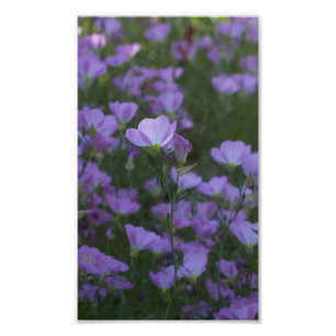 purple wildflowers everywhere photo print