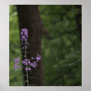 Purple Wildflowers  Poster