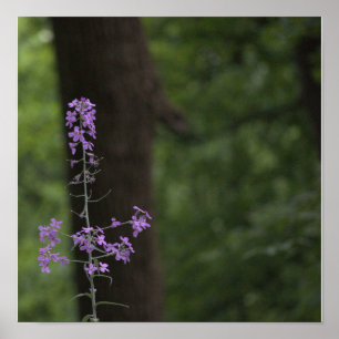 Purple Wildflowers  Poster