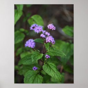 Purple Wildflowers Poster